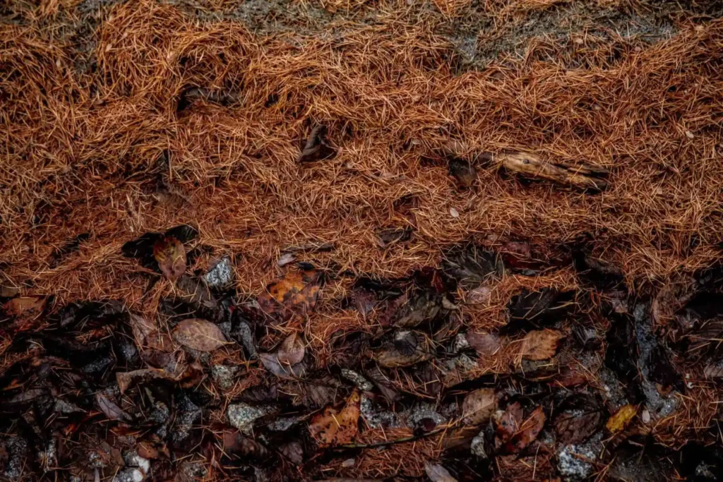 Grundlagen des Kompostierens von Kiefernnadeln