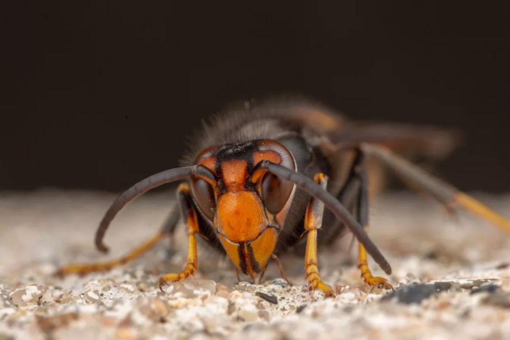 Was zieht asiatische Hornissen am meisten in Ihren Garten ?