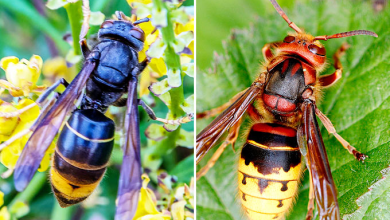 Was zieht asiatische Hornissen am meisten in Ihren Garten ?