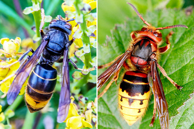 Was zieht asiatische Hornissen am meisten in Ihren Garten ?